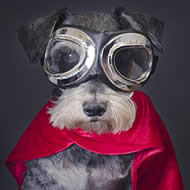 Superdog