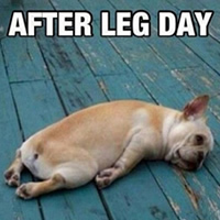 Burn Outs: Are They the Best Option Dog Tired