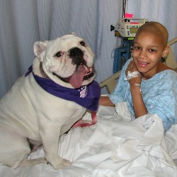 The Healing Power of Pets Children's Hospital LA
