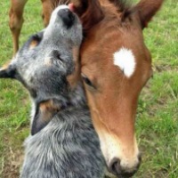 The Value of Gratitude Interspecies Love